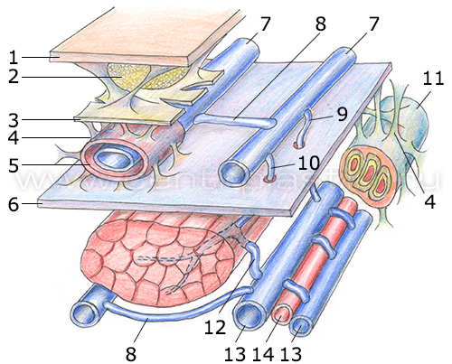 Венозная система нижних конечностей