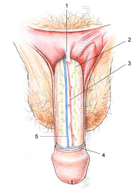 Усилитель мужской пениса | AliExpress